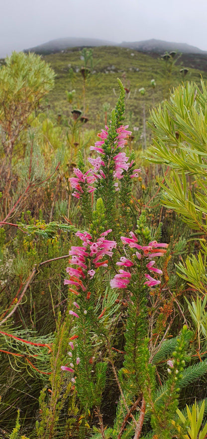 3 Sisters/Jean's Hill Hiking Trail