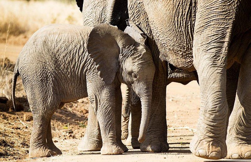 3 Day Elephant Trumpets Tour Malamala Game Reserve Mpumalanga South Africa Sepia Tones, Elephant, Mammal, Animal, Herbivore