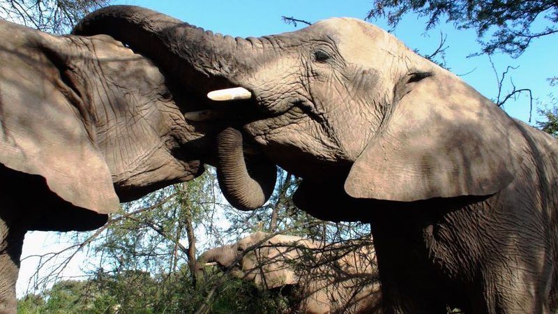 3 Day Elephant Trumpets Tour Malamala Game Reserve Mpumalanga South Africa Elephant, Mammal, Animal, Herbivore