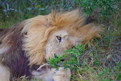 3 Day Elephant Trumpets Tour Malamala Game Reserve Mpumalanga South Africa Lion, Mammal, Animal, Big Cat, Predator