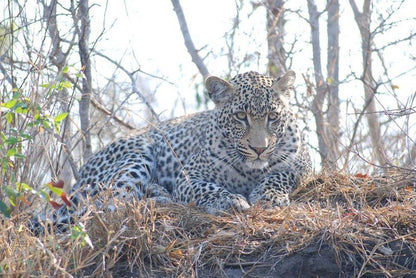 3 Day Elephant Trumpets Tour Malamala Game Reserve Mpumalanga South Africa Leopard, Mammal, Animal, Big Cat, Predator