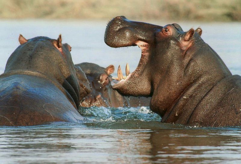 3 Day Elephant Trumpets Tour Malamala Game Reserve Mpumalanga South Africa Hippo, Mammal, Animal, Herbivore