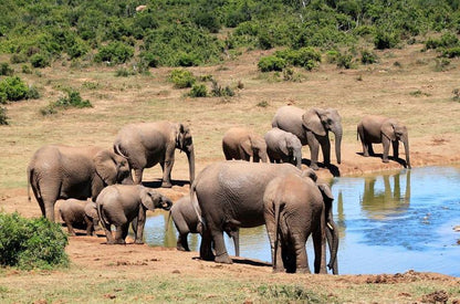 3 Day Elephant Trumpets Tour Malamala Game Reserve Mpumalanga South Africa Elephant, Mammal, Animal, Herbivore