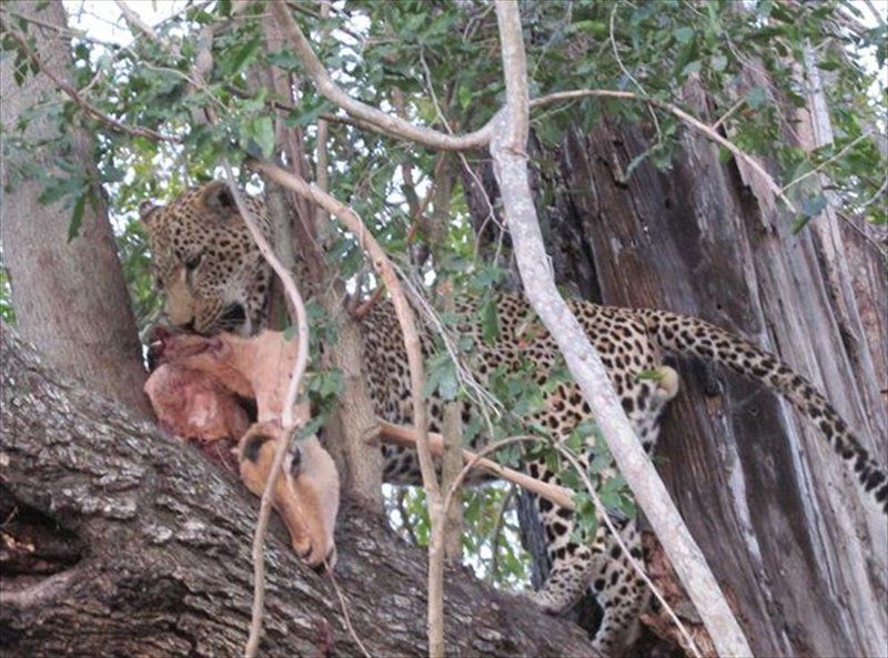 2 Night Just Safari Get Away To Kruger Park South Kruger Park Mpumalanga South Africa Unsaturated, Leopard, Mammal, Animal, Big Cat, Predator
