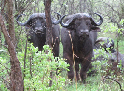 2 Night Just Safari Get Away To Kruger Park South Kruger Park Mpumalanga South Africa Water Buffalo, Mammal, Animal, Herbivore