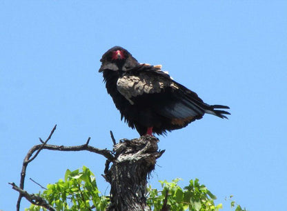 2 Night Just Safari Get Away To Kruger Park South Kruger Park Mpumalanga South Africa Colorful, Vulture, Bird, Animal