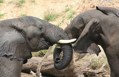 2 Night Just Safari Get Away To Kruger Park South Kruger Park Mpumalanga South Africa Elephant, Mammal, Animal, Herbivore