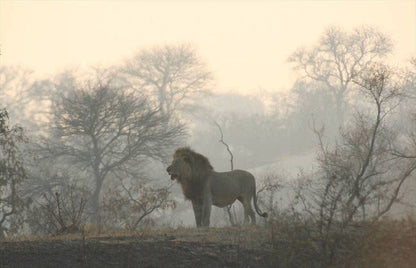 2 Night Just Safari Get Away To Kruger Park South Kruger Park Mpumalanga South Africa Animal