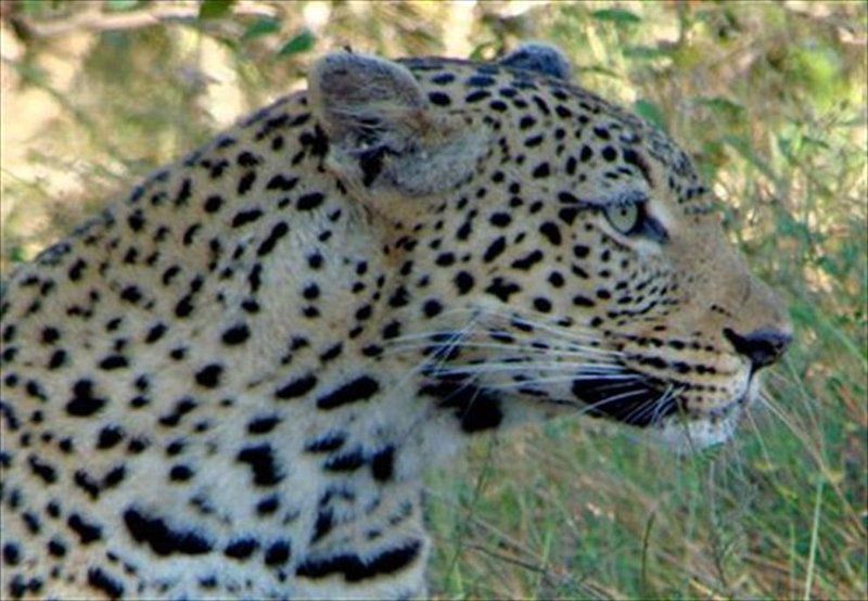 2 Night Just Safari Get Away To Kruger Park South Kruger Park Mpumalanga South Africa Leopard, Mammal, Animal, Big Cat, Predator