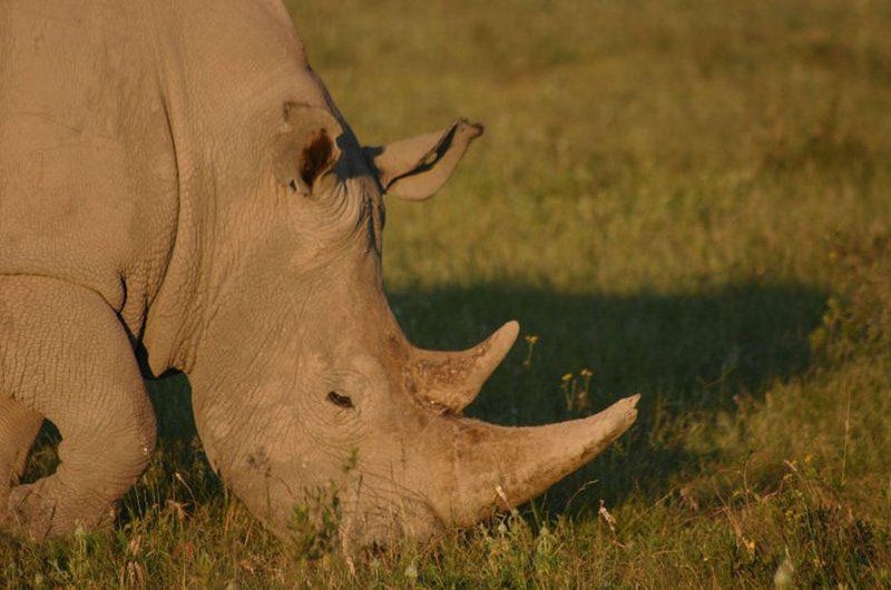 3 Day Kruger Experience Lodge Tent Balule Nature Reserve Mpumalanga South Africa Sepia Tones, Rhino, Mammal, Animal, Herbivore