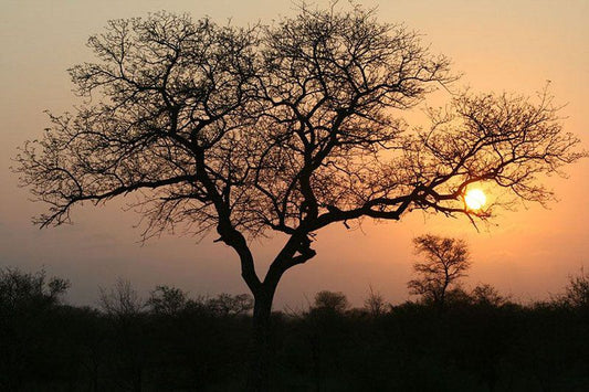 3 Day Kruger Experience Lodge Tent Balule Nature Reserve Mpumalanga South Africa Sky, Nature, Tree, Plant, Wood, Sunset