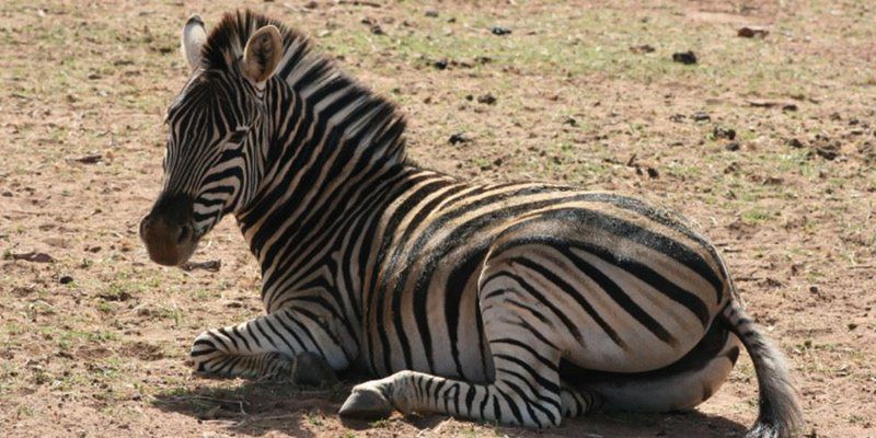 3 Day Kruger Experience Lodge Tent Balule Nature Reserve Mpumalanga South Africa Zebra, Mammal, Animal, Herbivore