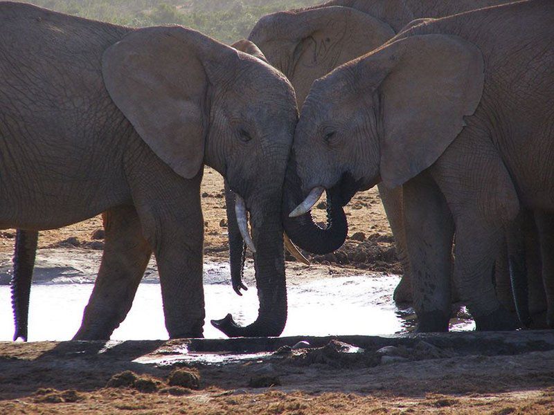 3 Day Kruger Experience Lodge Tent Balule Nature Reserve Mpumalanga South Africa Unsaturated, Elephant, Mammal, Animal, Herbivore