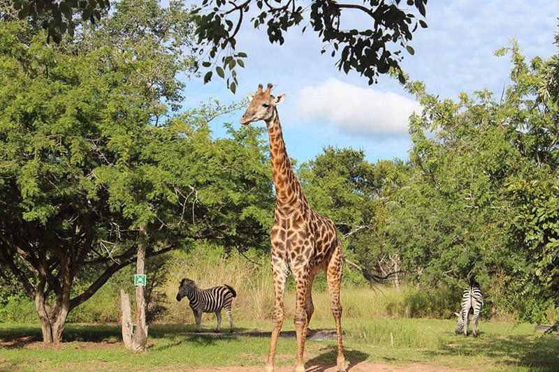 3 Day Kruger Experience Lodge Tent Balule Nature Reserve Mpumalanga South Africa Giraffe, Mammal, Animal, Herbivore