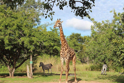 3 Day Kruger Experience Lodge Tent Balule Nature Reserve Mpumalanga South Africa Giraffe, Mammal, Animal, Herbivore