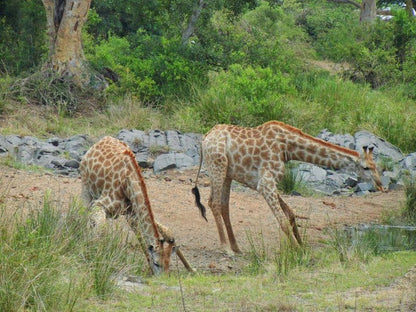 2 Night 3 Day Marc S Treehouse Kruger Safari Hoedspruit Limpopo Province South Africa Cheetah, Mammal, Animal, Big Cat, Predator