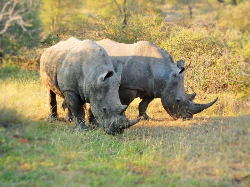 2 Night 3 Day Marc S Treehouse Kruger Safari Hoedspruit Limpopo Province South Africa Rhino, Mammal, Animal, Herbivore