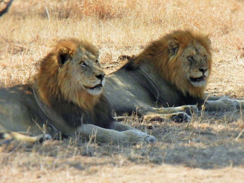 2 Night 3 Day Marc S Treehouse Kruger Safari Hoedspruit Limpopo Province South Africa Lion, Mammal, Animal, Big Cat, Predator