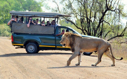 2 Night 3 Day Marc S Treehouse Kruger Safari Hoedspruit Limpopo Province South Africa Lion, Mammal, Animal, Big Cat, Predator