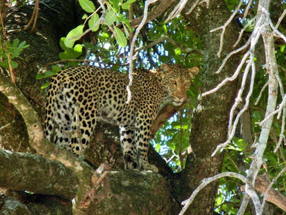 2 Night 3 Day Marc S Treehouse Kruger Safari Hoedspruit Limpopo Province South Africa Leopard, Mammal, Animal, Big Cat, Predator