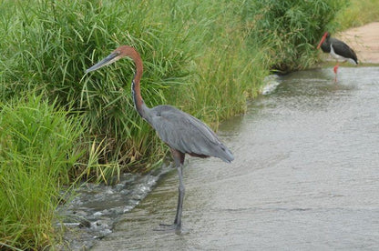 3 Kruger Park Tour Andover Nature Reserve Mpumalanga South Africa Bird, Animal