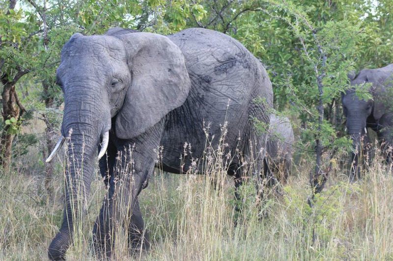 3 Kruger Park Tour Andover Nature Reserve Mpumalanga South Africa Elephant, Mammal, Animal, Herbivore