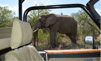 3 Night 4 Day Discover St Lucia Package St Lucia Kwazulu Natal South Africa Elephant, Mammal, Animal, Herbivore