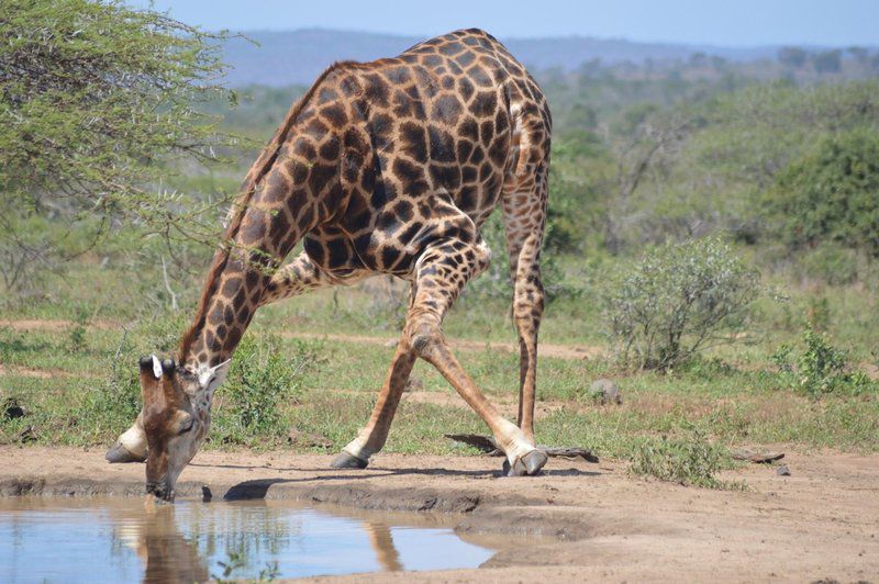 3 Night 4 Day Discover St Lucia Package St Lucia Kwazulu Natal South Africa Giraffe, Mammal, Animal, Herbivore