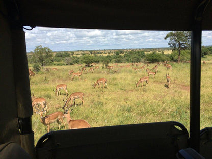 3 Night 4 Day Private Tour In The African Bush Skukuza Mpumalanga South Africa Animal, Lowland, Nature