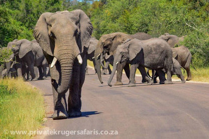 3 Night 4 Day Private Tour In The African Bush Skukuza Mpumalanga South Africa Elephant, Mammal, Animal, Herbivore