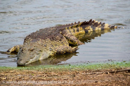 3 Night 4 Day Private Tour In The African Bush Skukuza Mpumalanga South Africa Crocodile, Reptile, Animal, Predator