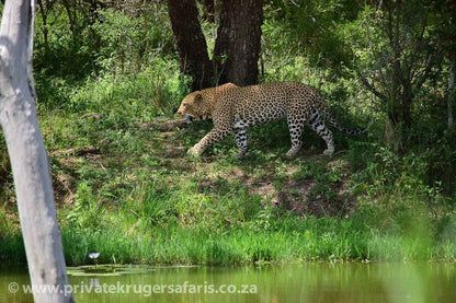 3 Night 4 Day Private Tour In The African Bush Skukuza Mpumalanga South Africa Cheetah, Mammal, Animal, Big Cat, Predator