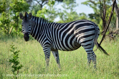 3 Night 4 Day Private Tour In The African Bush Skukuza Mpumalanga South Africa Zebra, Mammal, Animal, Herbivore