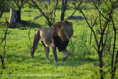 3 Night 4 Day Private Tour In The African Bush Skukuza Mpumalanga South Africa Lion, Mammal, Animal, Big Cat, Predator