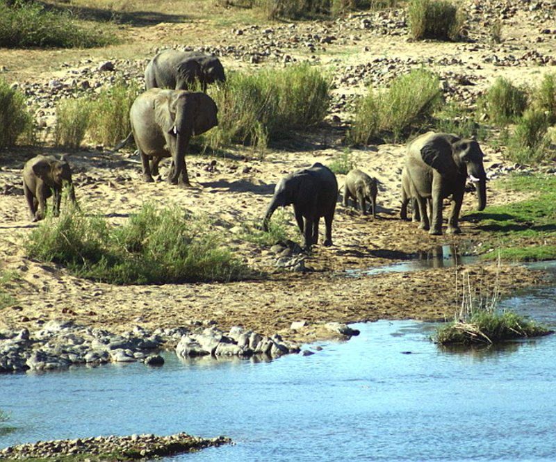 3 Rondavels Marloth Park Mpumalanga South Africa Complementary Colors, Elephant, Mammal, Animal, Herbivore