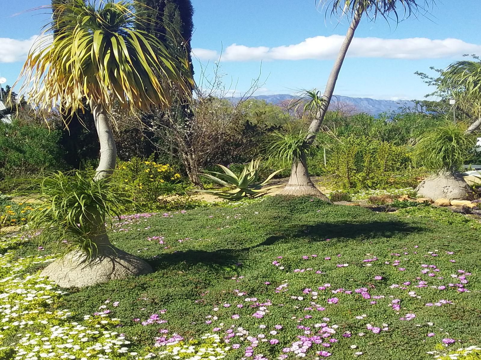 3 Walter Street Riebeek Kasteel Western Cape South Africa Complementary Colors, Palm Tree, Plant, Nature, Wood, Garden