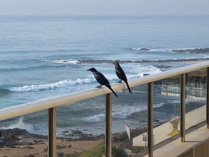 305 Manor Gardens Ballito Kwazulu Natal South Africa Beach, Nature, Sand, Animal, Ocean, Waters