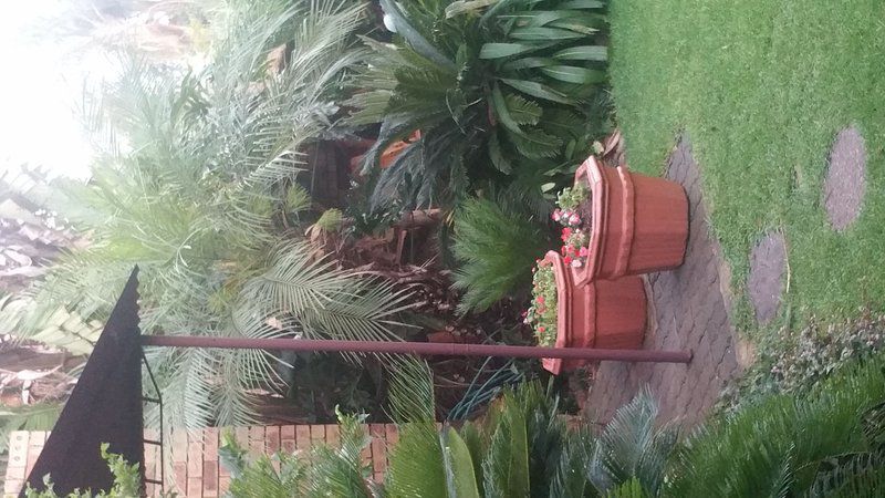 330 Drummorgan Die Hoewes Centurion Gauteng South Africa Palm Tree, Plant, Nature, Wood