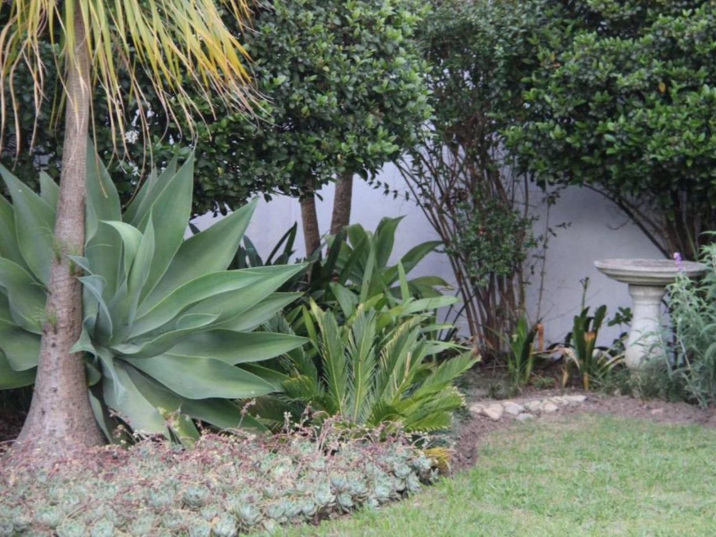 33 Berg Guest House Swellendam Western Cape South Africa Palm Tree, Plant, Nature, Wood, Garden