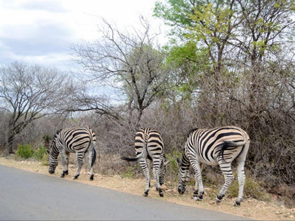 3795 On Edvark Marloth Park Mpumalanga South Africa Zebra, Mammal, Animal, Herbivore
