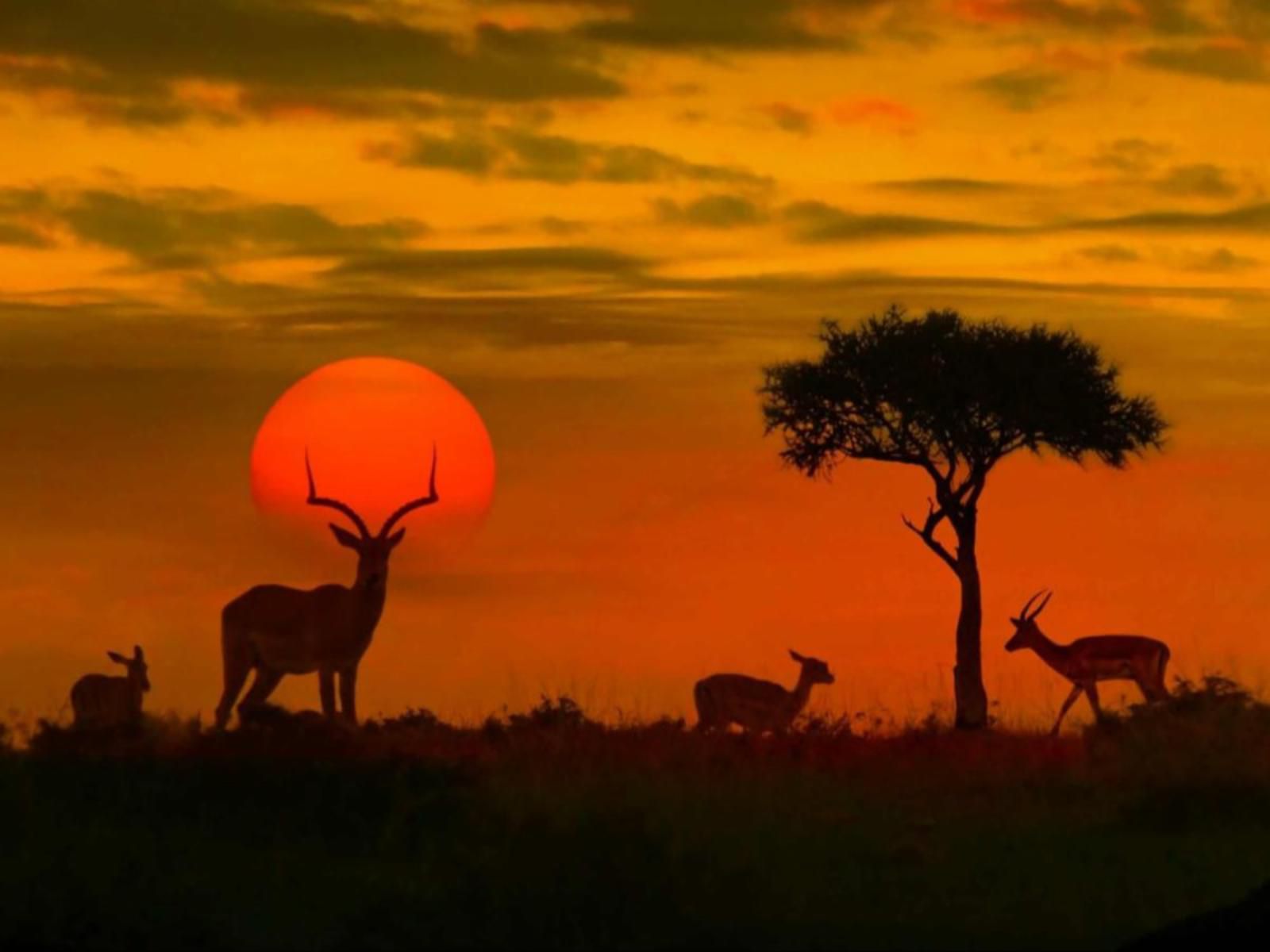 3795 On Edvark Marloth Park Mpumalanga South Africa Colorful, Silhouette, Sunset, Nature, Sky