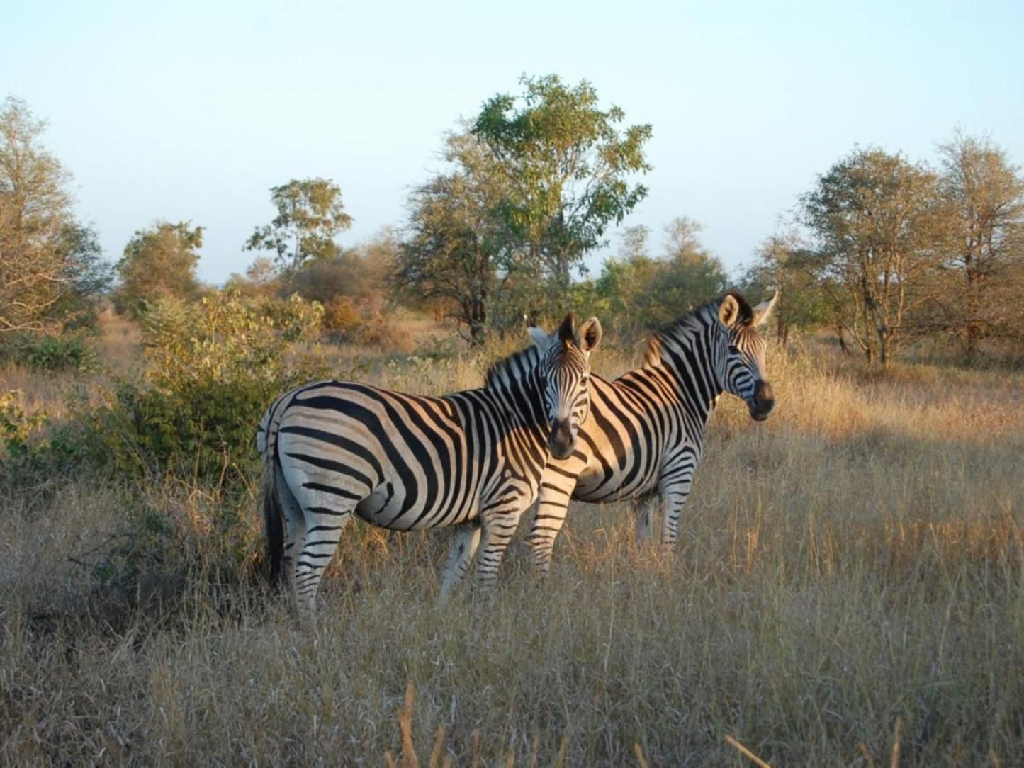 3795 On Edvark Marloth Park Mpumalanga South Africa Zebra, Mammal, Animal, Herbivore