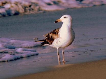 3 Dolphins Britannia Bay Western Cape South Africa Seagull, Bird, Animal, Beach, Nature, Sand