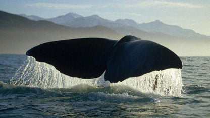 Whale, Marine Animal, Animal, 3 Night Garden Route Tour (PE to CPT), Central, Port Elizabeth