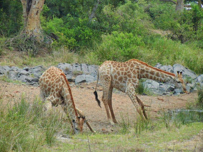 Cheetah, Mammal, Animal, Big Cat, Predator, 3 Night, 4 Day Marc's Treehouse Kruger Safari, Hoedspruit, Hoedspruit