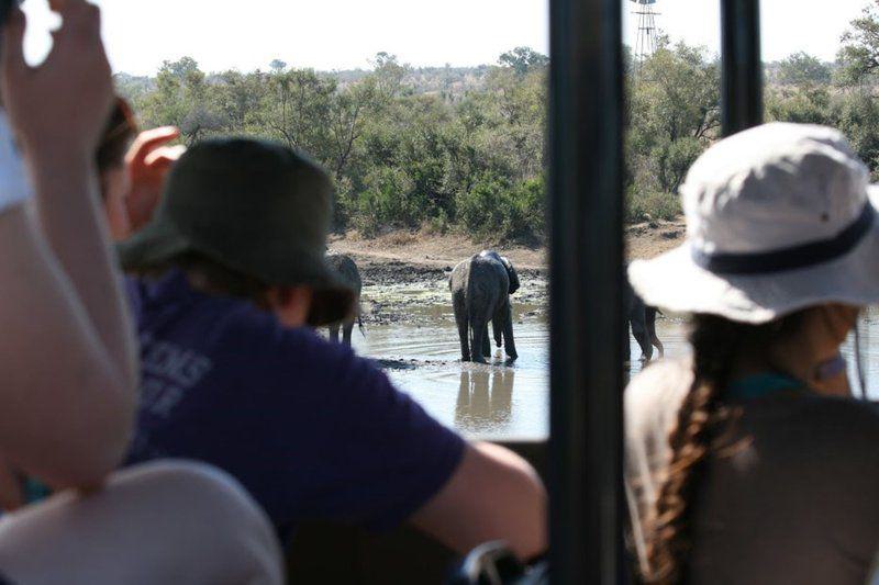 Elephant, Mammal, Animal, Herbivore, Person, 3 Night, 4 Day Marc's Treehouse Kruger Safari, Hoedspruit, Hoedspruit