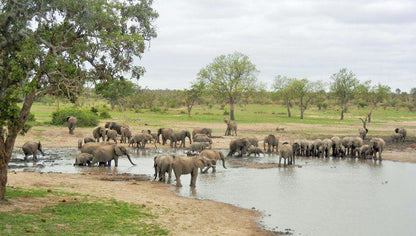 Elephant, Mammal, Animal, Herbivore, 3 Night, 4 Day Marc's Treehouse Kruger Safari, Hoedspruit, Hoedspruit