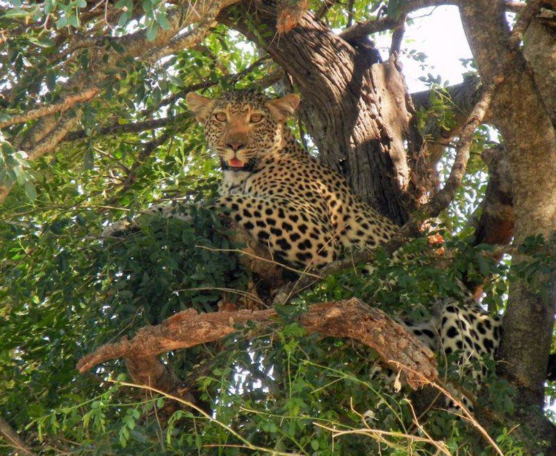 Leopard, Mammal, Animal, Big Cat, Predator, 3 Night, 4 Day Marc's Treehouse Kruger Safari, Hoedspruit, Hoedspruit