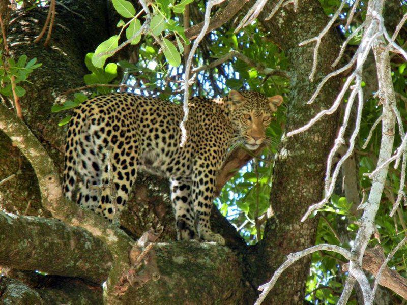 Leopard, Mammal, Animal, Big Cat, Predator, 3 Night, 4 Day Marc's Treehouse Kruger Safari, Hoedspruit, Hoedspruit