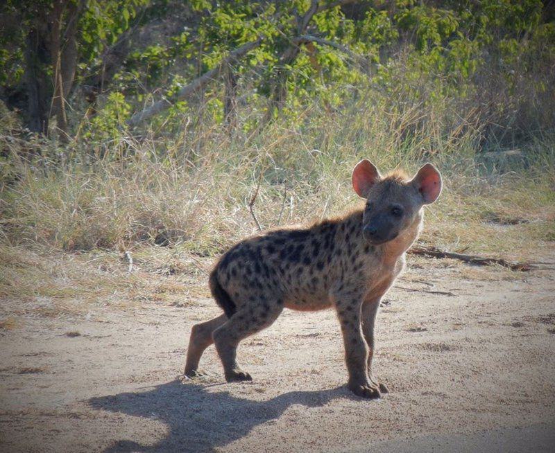 Animal, 3 Night, 4 Day Marc's Treehouse Kruger Safari, Hoedspruit, Hoedspruit